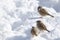 Eurasian tree sparrows on the frozen ground