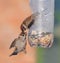 Eurasian Tree Sparrows in hard battle near the feeder