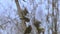 Eurasian tree sparrows (Passer montanus) flying onto a bird feeder and eat seeds.