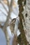 Eurasian treecreeper Certhia familiaris