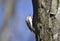 Eurasian Treecreeper (Certhia familiaris)
