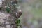 Eurasian Treecreeper (Certhia familiaris)