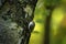 Eurasian treecreeper, Certhia familiaris, small passerine bird on the tree trunk. Treecreeper in the green forest, Germany, Europe