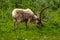 Eurasian Tundra Reindeer, Rangifer tarandus tarandus grazing on green grass in its natural habitat