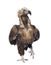 Eurasian Vulture (42 years) - Aegypius monachus