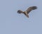 Eurasian vulture in V wing mode