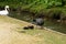 Eurasian water coot mother with two chicks fouraging