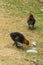 Eurasian water coot mother with two chicks fouraging