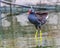 A Eurasian Water hen with colorful legs