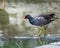 Eurasian water hen with colorful legs and beak in the water