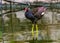 A Eurasian water hen resting