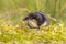 Eurasian Water shrew in natural environment