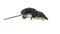 Eurasian Water shrew on white background