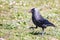 Eurasian or Western Jackdaw Corvus monedula or Coloeus monedula in a meadow