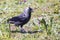 Eurasian or Western Jackdaw Corvus monedula or Coloeus monedula in a meadow