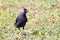 Eurasian or Western Jackdaw Corvus monedula in a meadow