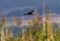 Eurasian or western marsh harrier, circus aeruginosus, flying upon reeds, Neuchatel lake, Switzerland