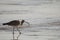 Eurasian whimbrel eating.