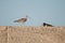 Eurasian whimbrel and Eurasian oystercatcher in the background.