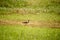 An Eurasian whimbrel in the meadow