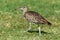 Eurasian whimbrel Numenius phaeopus standing in the grass in the sun