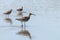 Eurasian Whimbrel Numenius phaeopus Whimbrel in Water