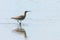 Eurasian Whimbrel Numenius phaeopus Whimbrel in Water