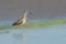 Eurasian Whimbrel wading in the waters of El Salvador