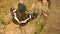 Eurasian white admiral searches for mineral salts