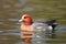 Eurasian Wigeon