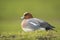 Eurasian wigeon