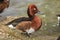 Eurasian wigeon Anas penelope