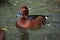 Eurasian wigeon (Anas penelope).