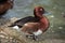 Eurasian wigeon (Anas penelope).