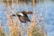 Eurasian Wigeon Drake - Anas penelope, flying over a wetland.
