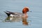 Eurasian Wigeon Drake - Anas penelope resting on water.