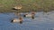 Eurasian wigeon ducks swimming in the marsh mareca penelope