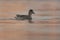 Eurasian wigeon or European wigeon (Mareca penelope) female swimming.