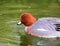 Eurasian Wigeon Male Duck swimming Ducks