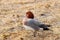 Eurasian wigeon mareca penelope male