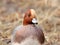 Eurasian wigeon mareca penelope male portrait