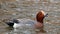 Eurasian wigeon mareca penelope male swimming