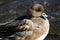 Eurasian wigeon resting.