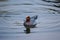 The Eurasian wigeon up close