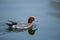 The Eurasian wigeon up close in blue water