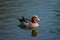 The Eurasian wigeon up close in blue water