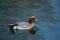 The Eurasian wigeon up close in blue water