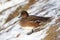 Eurasian Wigeon or  Widgeon /Mareca penelope/ female. Duck collects food in the snow. Close-up portrait of a duck