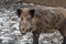 Eurasian Wild Boar - Sus scrofa in winter, Europe