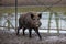 Eurasian Wild Boar - Sus scrofa  in winter, Europe